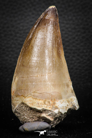 07677 - Well Preserved 2.95 Inch Mosasaur (Prognathodon anceps) Tooth