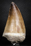 07677 - Well Preserved 2.95 Inch Mosasaur (Prognathodon anceps) Tooth