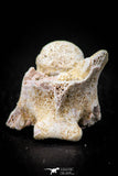 05494 - Beautiful 0.94 Inch Palaeophis Magrebianus Paleocene Sea Snake Vertebra Bone