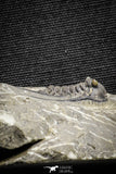 22042 - Nicely Preserved Spiny 1.24 Inch Leonaspis sp Middle Devonian