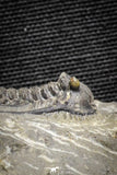 22042 - Nicely Preserved Spiny 1.24 Inch Leonaspis sp Middle Devonian