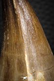 07677 - Well Preserved 2.95 Inch Mosasaur (Prognathodon anceps) Tooth