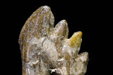 20579 -  Top Rare 3.53 Inch Pappocetus lugardi (Whale Ancestor) Molar Rooted Tooth