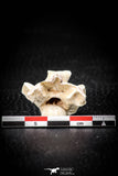 05495 - Top Beautiful 1.14 Inch Palaeophis Magrebianus Paleocene Sea Snake Vertebra Bone