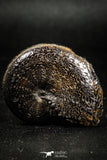 05022 - Stunning Pyritized 1.65 Inch Phylloceras Lower Cretaceous Ammonites