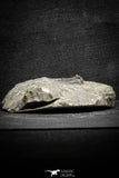 22042 - Nicely Preserved Spiny 1.24 Inch Leonaspis sp Middle Devonian