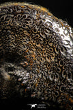 05022 - Stunning Pyritized 1.65 Inch Phylloceras Lower Cretaceous Ammonites