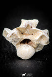 05495 - Top Beautiful 1.14 Inch Palaeophis Magrebianus Paleocene Sea Snake Vertebra Bone