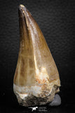 07677 - Well Preserved 2.95 Inch Mosasaur (Prognathodon anceps) Tooth