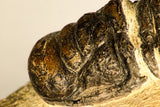 30750 - Well Preserved 2.61 Inch Crotalocephalina (Crotalocephalus) gibbus Lower Devonian Trilobite