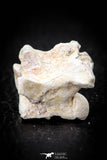 05495 - Top Beautiful 1.14 Inch Palaeophis Magrebianus Paleocene Sea Snake Vertebra Bone