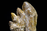20579 -  Top Rare 3.53 Inch Pappocetus lugardi (Whale Ancestor) Molar Rooted Tooth