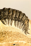 30750 - Well Preserved 2.61 Inch Crotalocephalina (Crotalocephalus) gibbus Lower Devonian Trilobite