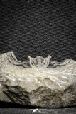 22042 - Nicely Preserved Spiny 1.24 Inch Leonaspis sp Middle Devonian