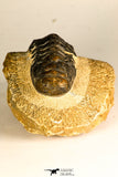 30750 - Well Preserved 2.61 Inch Crotalocephalina (Crotalocephalus) gibbus Lower Devonian Trilobite