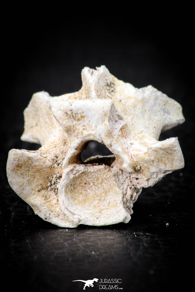 05495 - Top Beautiful 1.14 Inch Palaeophis Magrebianus Paleocene Sea Snake Vertebra Bone