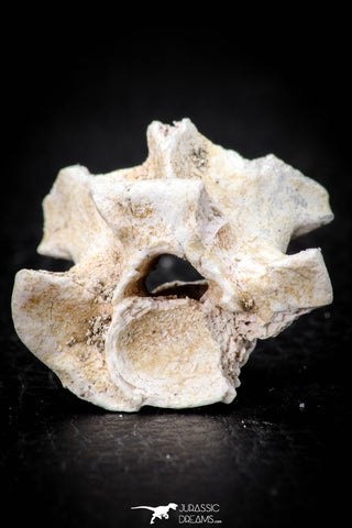 05495 - Top Beautiful 1.14 Inch Palaeophis Magrebianus Paleocene Sea Snake Vertebra Bone