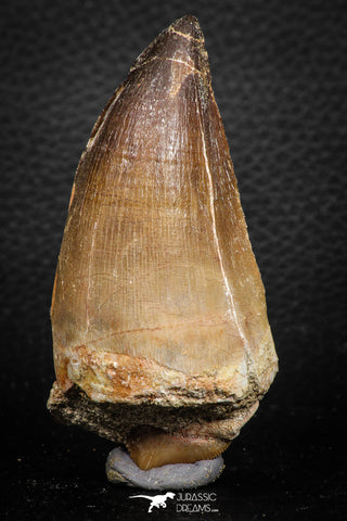 07678 - Beautiful Association Mosasaur (Prognathodon anceps) Tooth + Squalicorax Shark Tooth Cretaceous