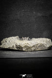 22042 - Nicely Preserved Spiny 1.24 Inch Leonaspis sp Middle Devonian