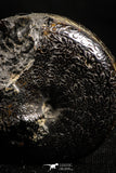 05022 - Stunning Pyritized 1.65 Inch Phylloceras Lower Cretaceous Ammonites