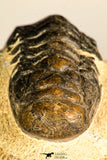 30750 - Well Preserved 2.61 Inch Crotalocephalina (Crotalocephalus) gibbus Lower Devonian Trilobite