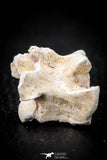 05495 - Top Beautiful 1.14 Inch Palaeophis Magrebianus Paleocene Sea Snake Vertebra Bone