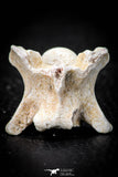 05495 - Top Beautiful 1.14 Inch Palaeophis Magrebianus Paleocene Sea Snake Vertebra Bone