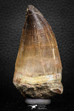 07678 - Beautiful Association Mosasaur (Prognathodon anceps) Tooth + Squalicorax Shark Tooth Cretaceous