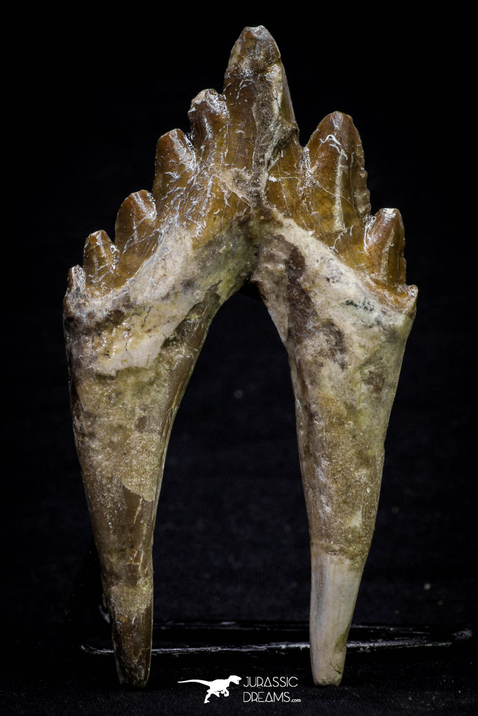 20580 - Top Rare 3.76 Inch Pappocetus lugardi (Whale Ancestor) Molar Rooted Tooth