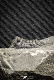 22042 - Nicely Preserved Spiny 1.24 Inch Leonaspis sp Middle Devonian