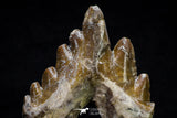 20580 - Top Rare 3.76 Inch Pappocetus lugardi (Whale Ancestor) Molar Rooted Tooth