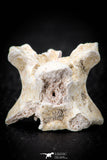 05495 - Top Beautiful 1.14 Inch Palaeophis Magrebianus Paleocene Sea Snake Vertebra Bone