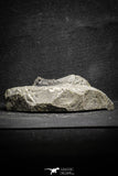 22042 - Nicely Preserved Spiny 1.24 Inch Leonaspis sp Middle Devonian