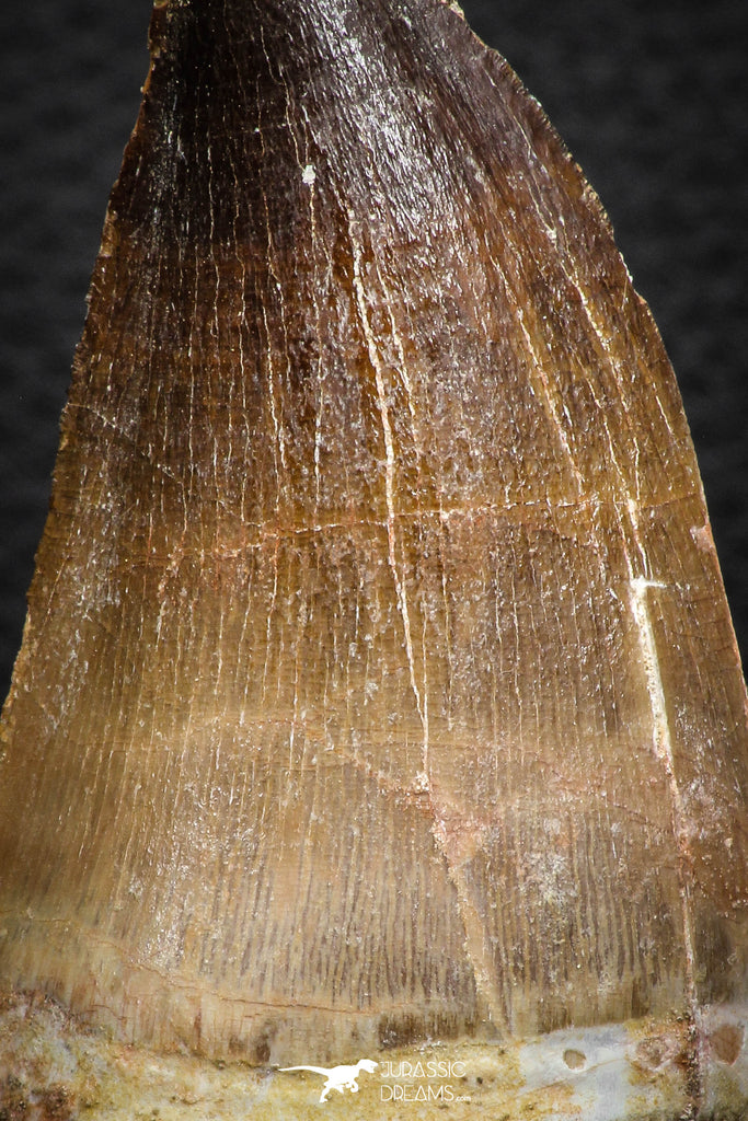 Beautiful Association Mosasaur (Prognathodon anceps) Tooth ...