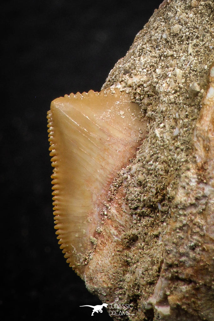 Beautiful Association Mosasaur (Prognathodon anceps) Tooth ...