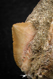 07678 - Beautiful Association Mosasaur (Prognathodon anceps) Tooth + Squalicorax Shark Tooth Cretaceous