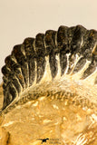 30750 - Well Preserved 2.61 Inch Crotalocephalina (Crotalocephalus) gibbus Lower Devonian Trilobite