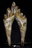 20580 - Top Rare 3.76 Inch Pappocetus lugardi (Whale Ancestor) Molar Rooted Tooth