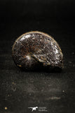 05023 - Stunning Pyritized 1.24 Inch Phylloceras Lower Cretaceous Ammonites