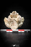 05496 - Top Beautiful 1.34 Inch Palaeophis Magrebianus Paleocene Sea Snake Vertebra Bone