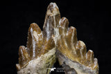 20580 - Top Rare 3.76 Inch Pappocetus lugardi (Whale Ancestor) Molar Rooted Tooth