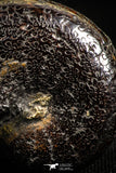 05023 - Stunning Pyritized 1.24 Inch Phylloceras Lower Cretaceous Ammonites
