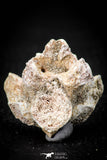 05496 - Top Beautiful 1.34 Inch Palaeophis Magrebianus Paleocene Sea Snake Vertebra Bone