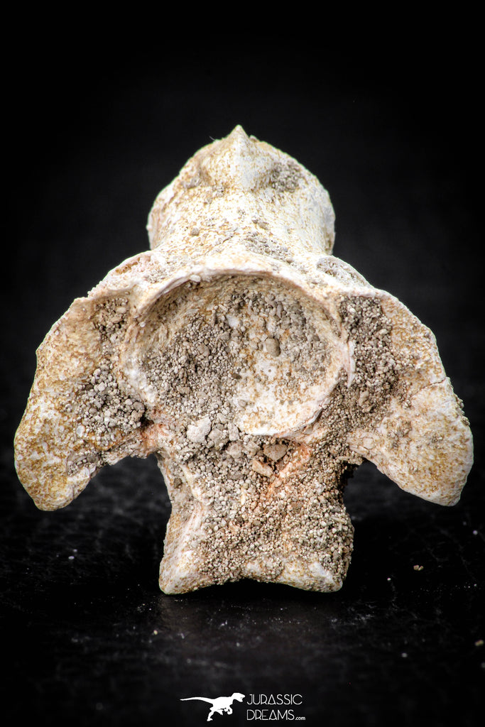 05496 - Top Beautiful 1.34 Inch Palaeophis Magrebianus Paleocene Sea Snake Vertebra Bone