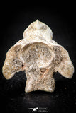 05496 - Top Beautiful 1.34 Inch Palaeophis Magrebianus Paleocene Sea Snake Vertebra Bone