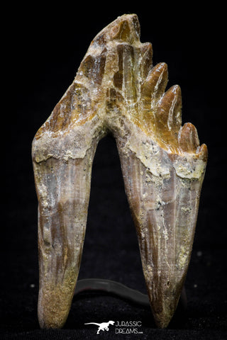 20581 -  Top Rare 3.19 Inch Pappocetus lugardi (Whale Ancestor) Molar Rooted Tooth