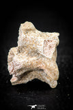 05496 - Top Beautiful 1.34 Inch Palaeophis Magrebianus Paleocene Sea Snake Vertebra Bone
