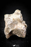 05496 - Top Beautiful 1.34 Inch Palaeophis Magrebianus Paleocene Sea Snake Vertebra Bone