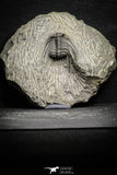 22042 - Nicely Preserved Spiny 1.24 Inch Leonaspis sp Middle Devonian