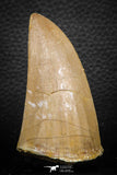 07679 - Top Rare 2.79 Inch Huge Mosasaurus hoffmanni Tooth Late Cretaceous